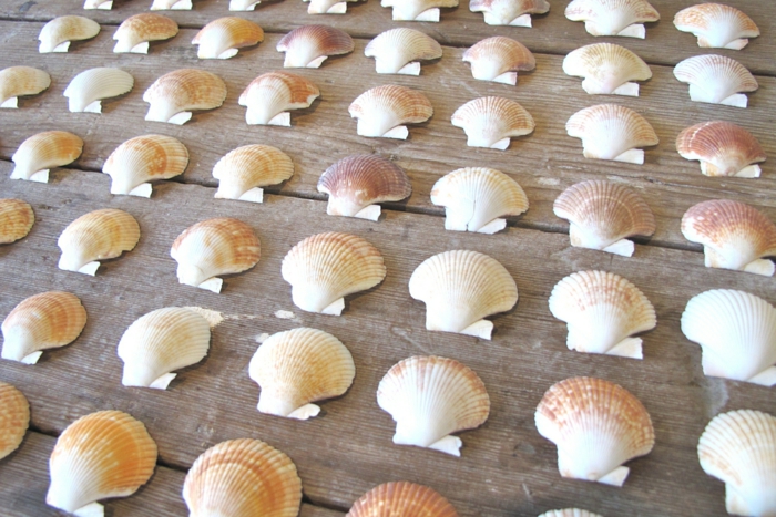 Seashore en casa crea grandes conchas de idea como decoración para la olla primero arregla las conchas