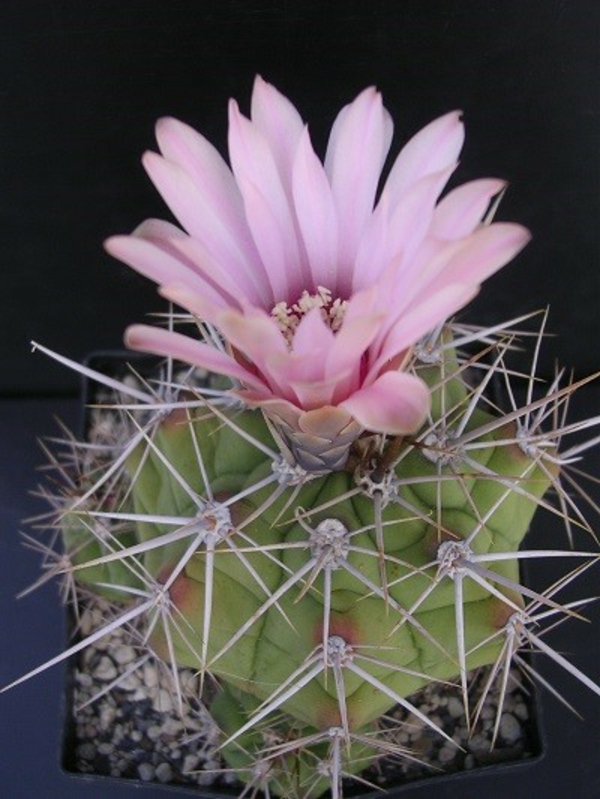 lijepe-kaktus-vrsta-ružičast cvatu