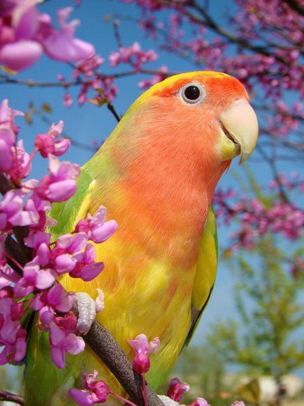 όμορφη Parrot Πολύχρωμο Παπαγάλος Παπαγάλος ταπετσαρία παπαγάλο ταπετσαρία