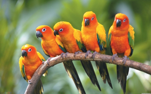 טפט תוכי -Beautiful-תוכי טפט Parrot Parrot צבעוני