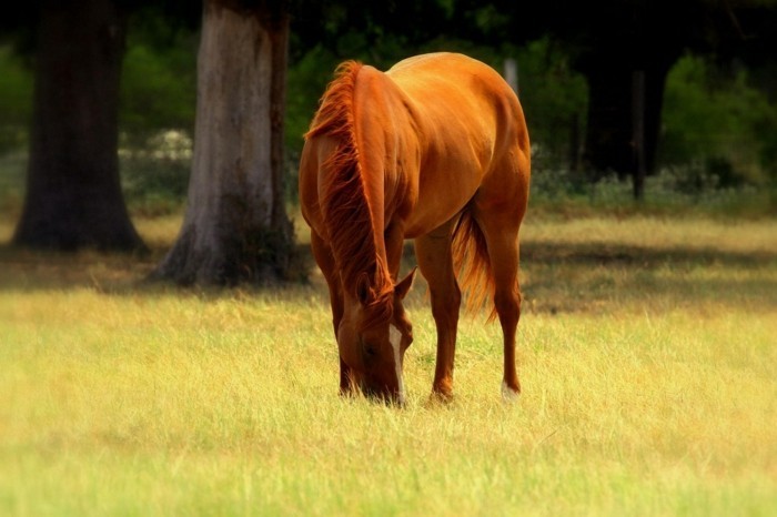 美丽的马，图片，鼓舞人心的层与棕色鬃毛