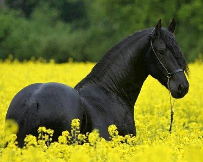 美丽的马壁纸黑色优雅的马 - 上的黄色，草甸