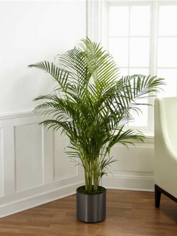 Belle plante dans le salon avec un design blanc