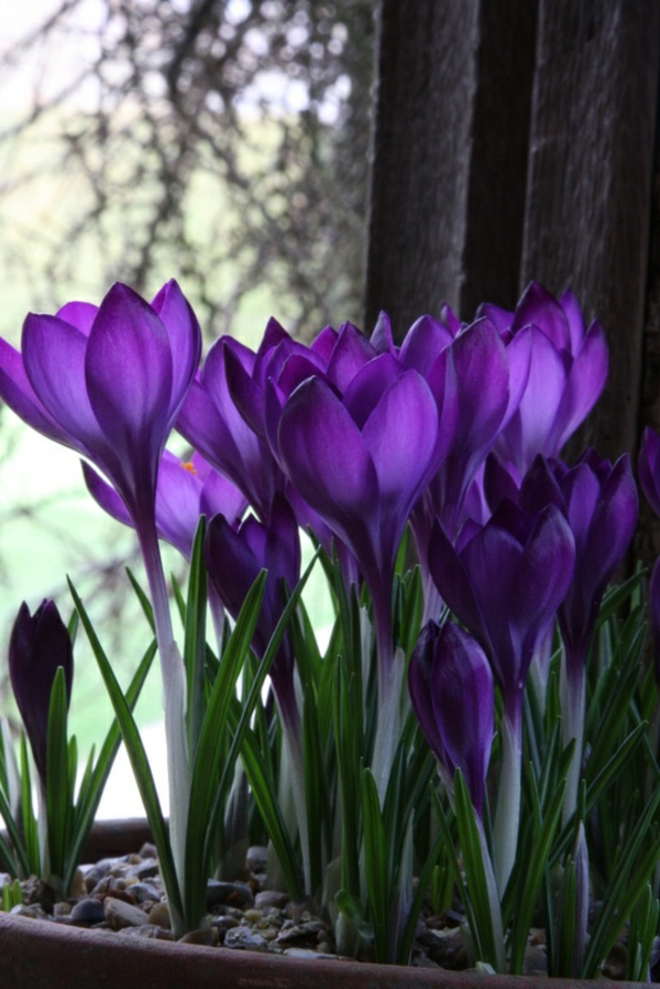 kaunis kasvi Crocus-in-violetti