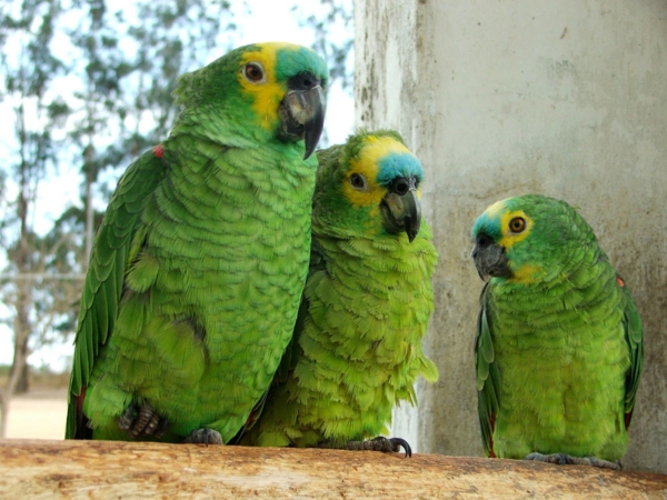 gyönyörű állat-képek-három zöld-papagájok-érdekes fotó