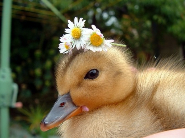 gyönyörű állat-képek-a-csirke virágokkal a fején