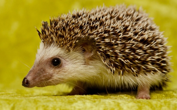 kaunis-animal-kuvat-a-hedgehog-valokuva otettu lähistöllä