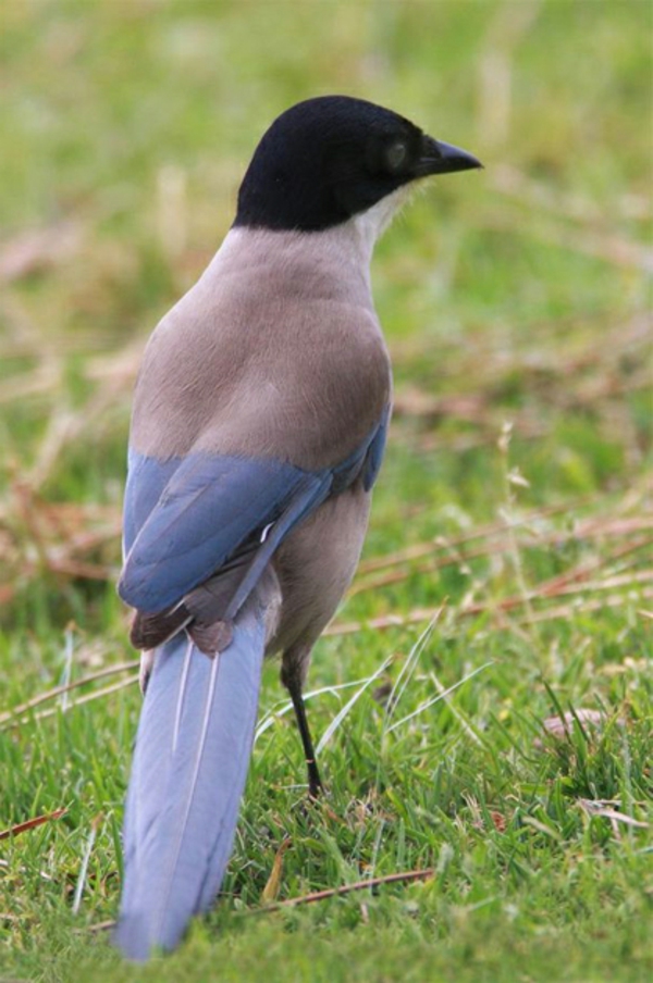 kaunis-eläin-kuvia-an-interesting-bird-in musta, sininen ja harmaa