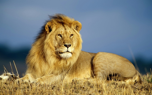 gyönyörű állat-képek-a-oroszlán-néz csodálatos
