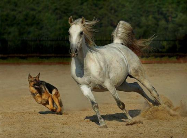 gyönyörű állat-képek-a-ló-és-a-kutya fut együtt