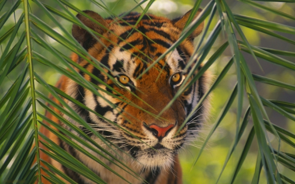 gyönyörű állat-képek-a-tigris a levelek mögött