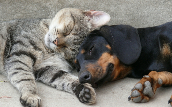 gyönyörű állat-képek-a-macska-alvás-együtt-a-kutya-fotó közelről