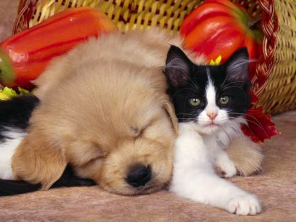 gyönyörű állat-képek egy kis macska-és egy kutya mellszobor alszik