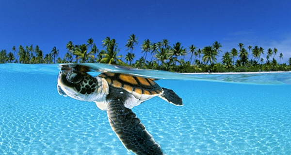 gyönyörű vad-kép-teknős - úszik a víz alatt