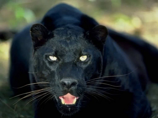 תמונות של בעלי חיים יפים הקוגר שחור נראה ישירות לתוך המצלמה