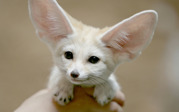 תמונות בעלי חיים יפים - בעל חיים מצחיק מאוד עם אוזניים גדולות