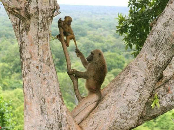 יפה-חיה-תמונות-שני קופים-על-עץ - אמא והתינוק
