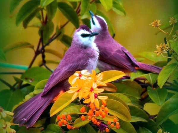 gyönyörű állatok képek - két lilac-madár mellett sárga virágok
