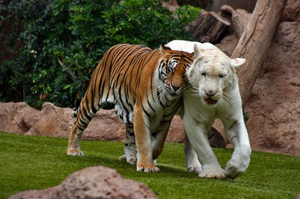 gyönyörű állat-képek - két tigrisek - különböző színekben