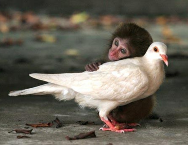 szép állat kép - egy kis majom és egy fehér galamb