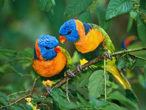 lijepa Parrot Parrot papagaj-kupi-kupi-papiga pozadina šareni papagaj