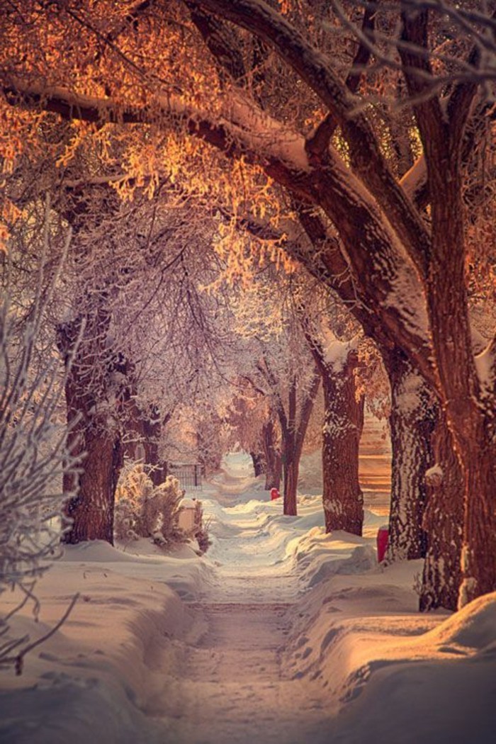 在雪下的树美丽的冬天图片路径