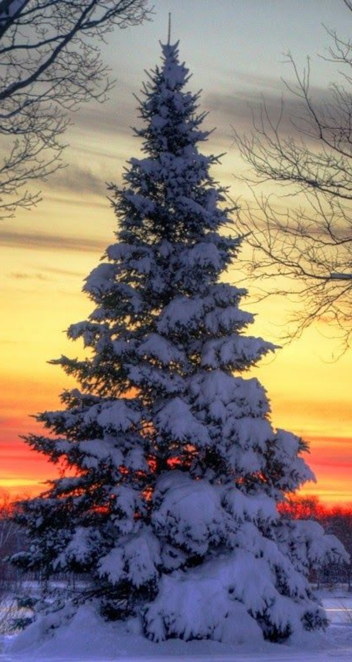 美丽的冬天图片枞树覆盖，用雪-ON-日落