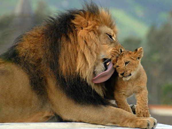 kaunis-kuva-of-eläimet-leijona isä ja lapsi