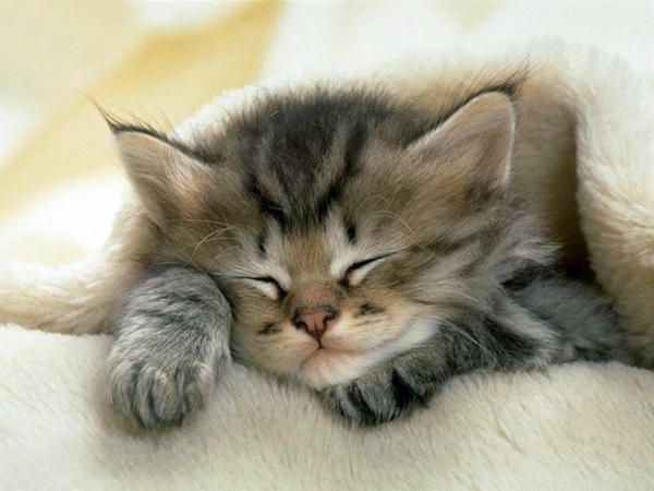 חתלתול שינה