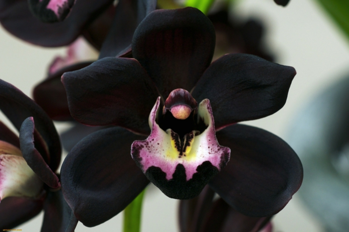 काले Orhideen प्रजातियों