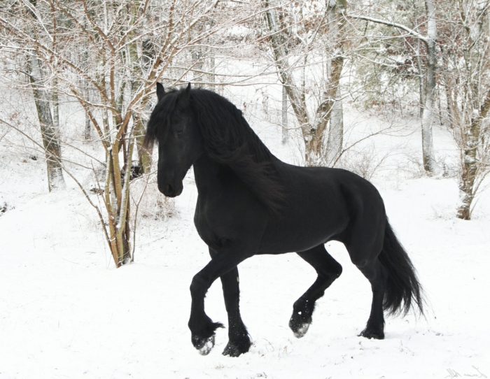 negro-caballo-en-nieve