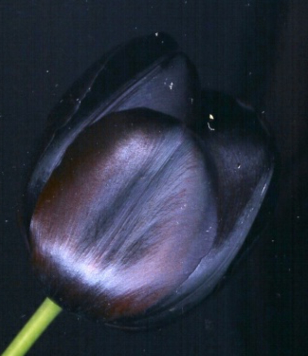 fekete tulipán fotó vett-egészen-közeletekben