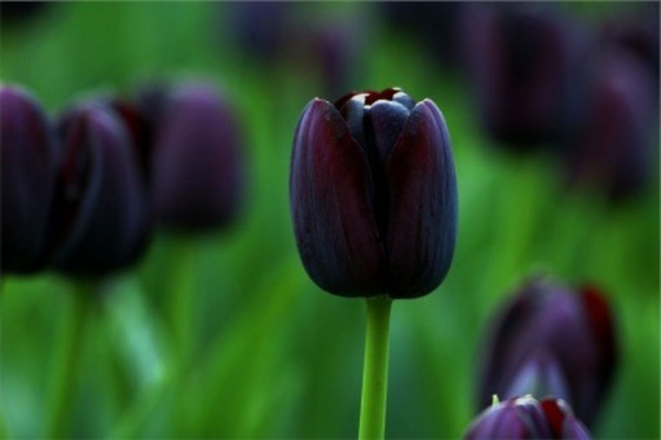 fekete tulipán-on-a-jelentett
