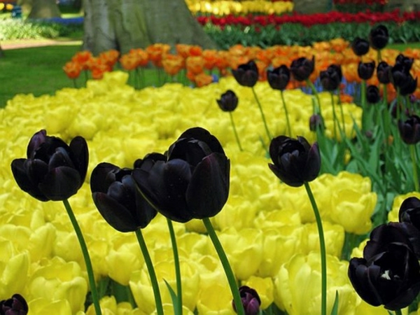 fekete tulipán-sárga virágok mögött