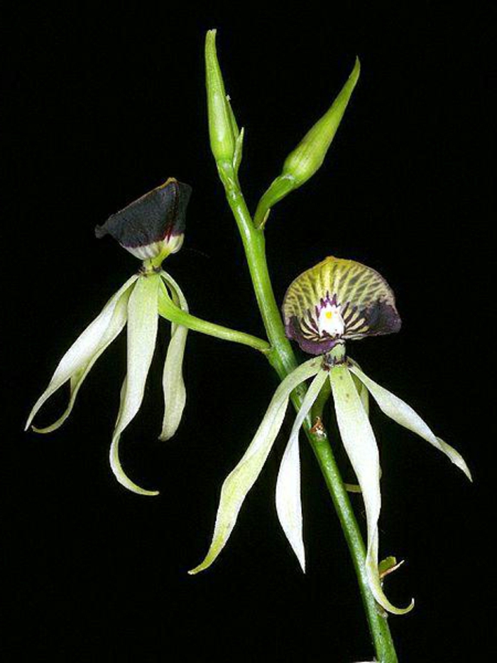 काले रंग की पृष्ठभूमि Orhideen प्रजातियों