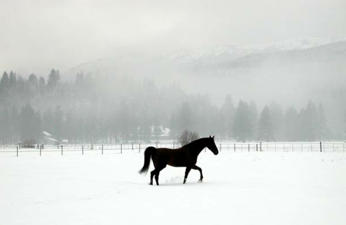schwaze-caballo-en-nieve-contraste de colores