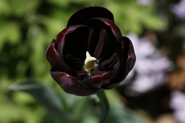 muy interesante hecha a-foto-a-negro-tulipán-foto-de-la NEAR