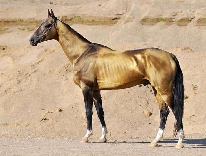 很创意类型 - 美丽的马闪亮的棕色形状