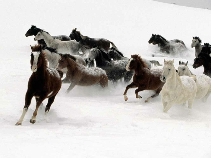 muy muchos caballos-en-nieve