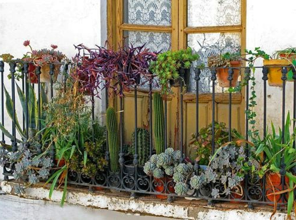 side-view-for-balcony-flowers-decoration-cacti