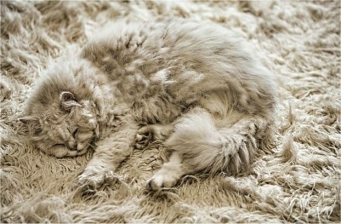 bozontos szőnyeg-a-cat-super-szép-design