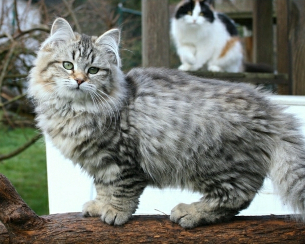 gatos de raza siberiano dos gatos Hof