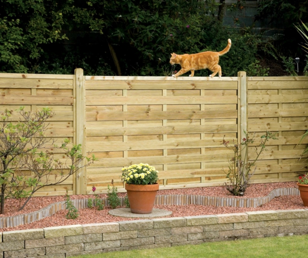 צפה גדר גן חתול צמחים