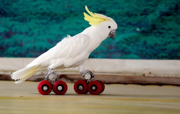 πατινάζ παπαγάλος παπαγάλος cockatoo-ταπετσαρία