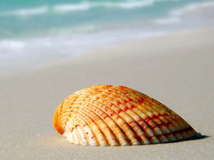 aurinko-ja-ranta-shell-in-kaunis-värit