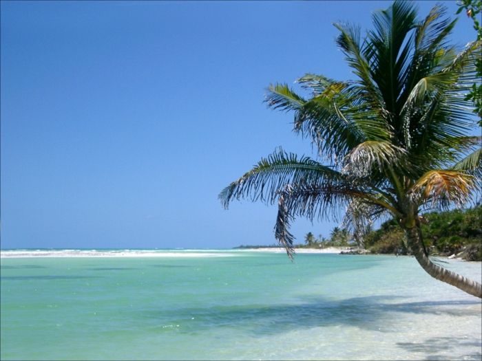 aurinko-ja-ranta-hyvin-mielenkiintoista-vihreä palmu