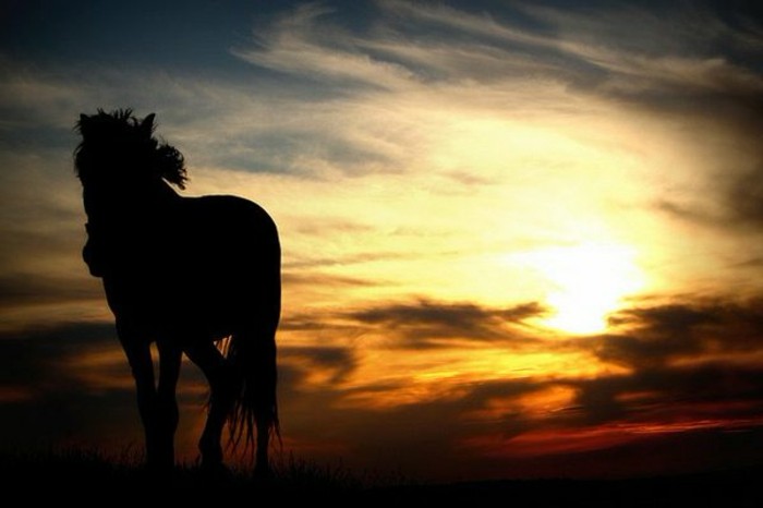 日落灵感最大多数匹马的世界