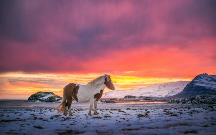 la puesta del sol-caballos-en-nieve