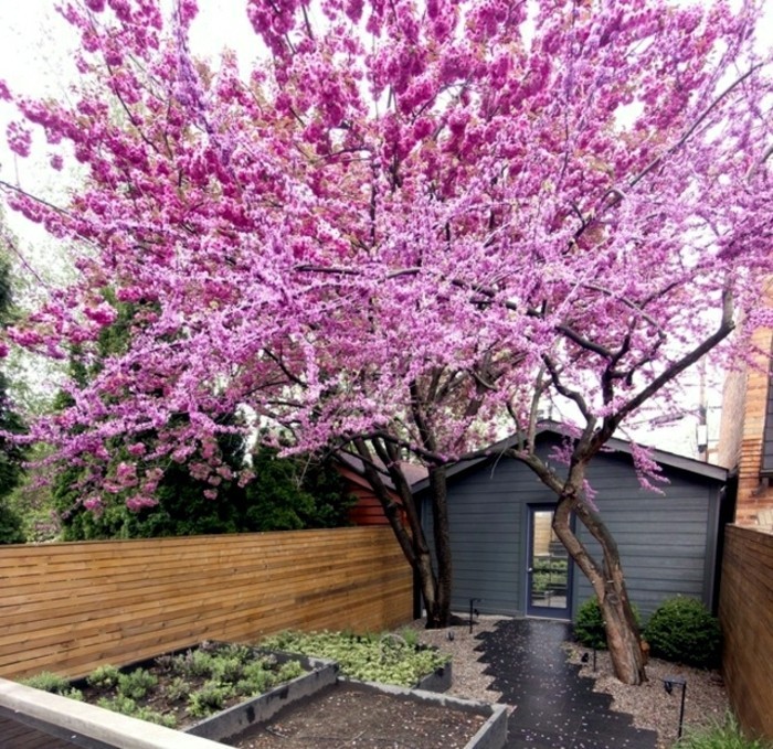super-interesantes-jardinería-ideas-atractiva-púrpura-árbol de hojas