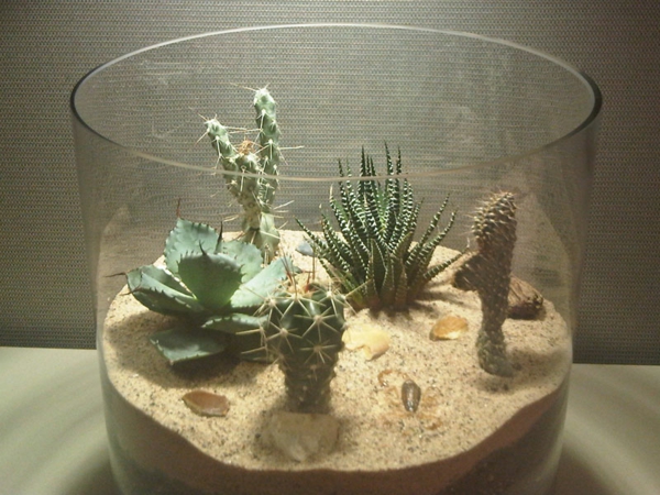 Especies de cactus súper hermosas en un gran vaso
